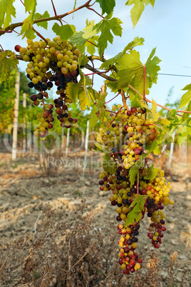 Colored grapes before becoming red