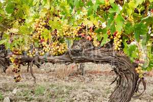 Colored grapes before becoming red