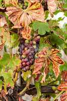 Colored grapes before becoming red