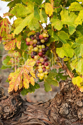 Colored grapes before becoming red