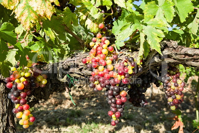 Sunny colored grapes before becoming red