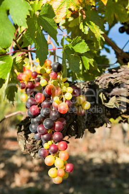 Closeup of sunny colored grapes before becoming red