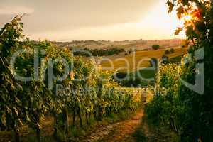 Vineyard fields