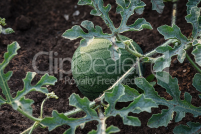 Young small round watermelon lie in the garden bed in fine clear weather morning