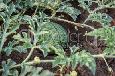 Young small round watermelon lie in the garden bed in fine clear weather morning