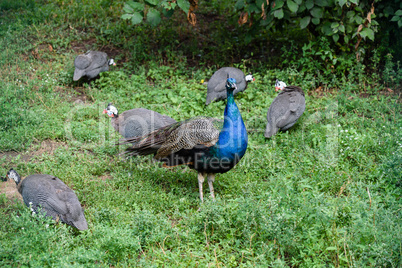 Male peacock and few pheasants