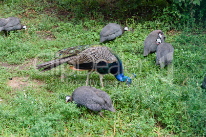 Male peacock and few pheasants