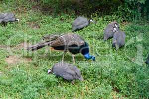 Male peacock and few pheasants