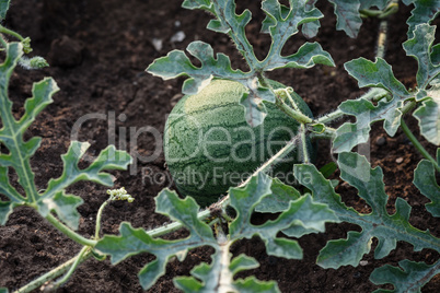 Young small round watermelon lie in the garden bed in fine clear weather morning