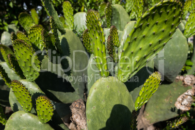 Green pads on a prickly pear cactus Opuntia ficus-indica.