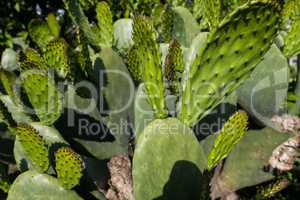 Green pads on a prickly pear cactus Opuntia ficus-indica.