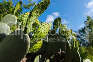 Green pads on a prickly pear cactus on a sunny day.