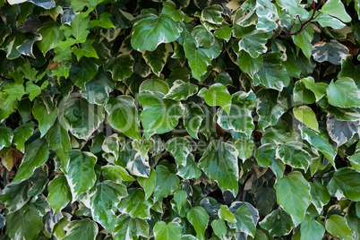 Green leaft wall texture. Nature background.