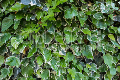 Green leaft wall texture. Nature wallpaper.