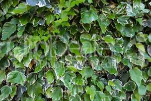 Green leaft wall texture. Nature wallpaper.