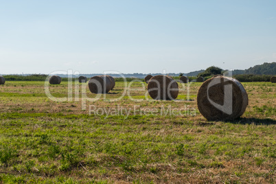 Straw bales on a green field. Beautiful background image.