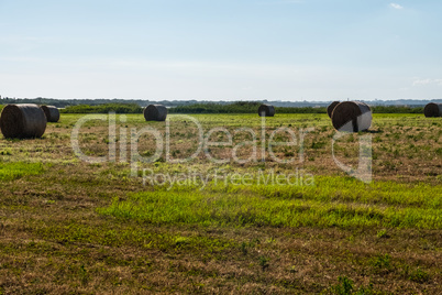 Landscape background of hay bales in a field.