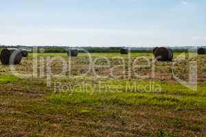 Landscape background of hay bales in a field.