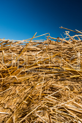 Hay texture with deep blue sky. Vertical view.