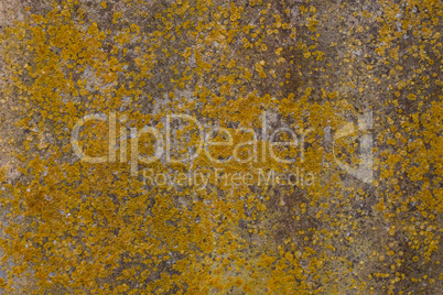 Background texture of yellow moss on a worn concrete wall.