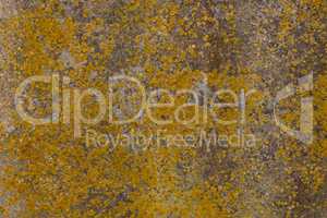 Background texture of yellow moss on a worn concrete wall.