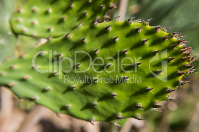 Prickly pear close up with cactus spines.