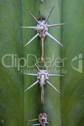 Close-up of Prickly pear spines.