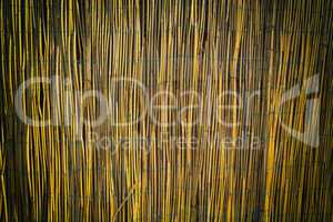 Texture of a wall made of bamboo.
