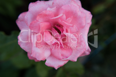 Close-up of a pink rose flower.