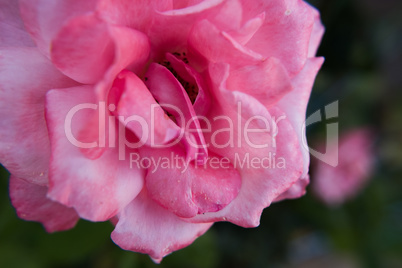 Close-up of a beautiful pink rose flower.