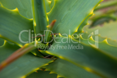 Aloe vera plant.