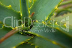 Aloe vera plant.