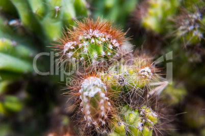 Cactus closeup macro view.