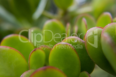 Vivid green fat plant with red edges leafs.