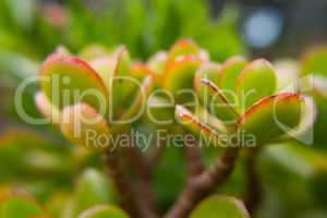 Vivid light green fat plant with red edges leafs.