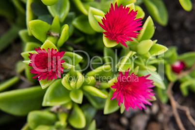 Red flower of a green fat plant.