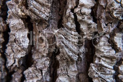 Wallpaper of tree bark.