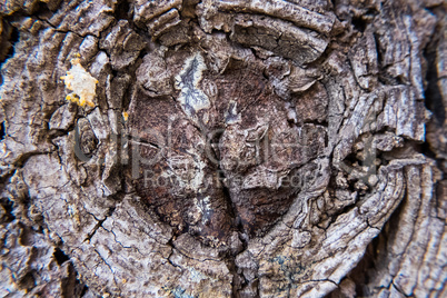 Round formation on a tree bark.