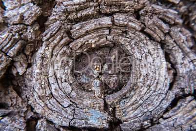 Nature design on a tree bark.