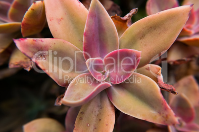 Red pastel colors fat plant flower.