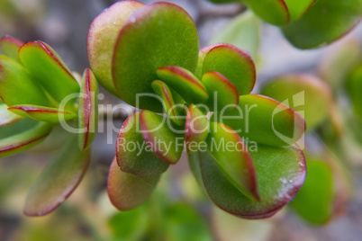 Red leafs edges tiny fat plant.