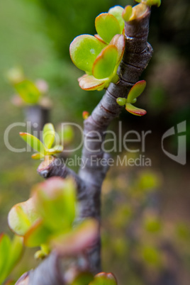 Fat plant branch with green and red flower.