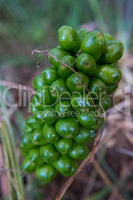 Green Arum Italicum flower.