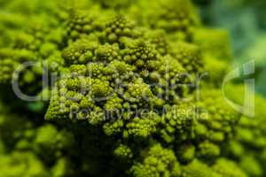 Romanesco broccoli texture. Healthy superfood background.