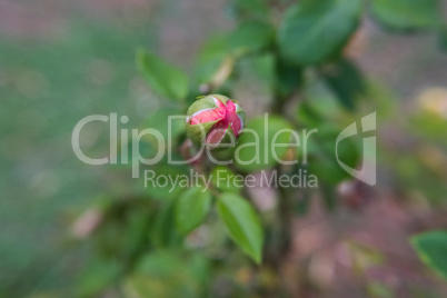 Serene wallpaper of a pink rose bud flower.