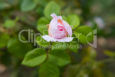 Light pink rose flower bud blossoming.