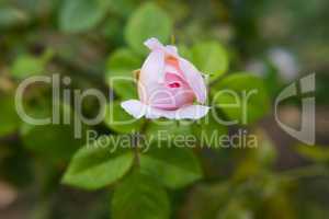 Light pink rose flower bud blossoming.
