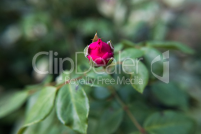 The beauty of nature. Red rose flower bud blossoming.