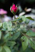 Red rose flower bud.