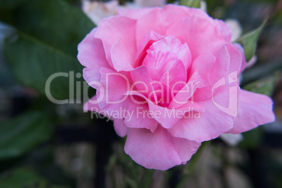 Light pink rose flower.